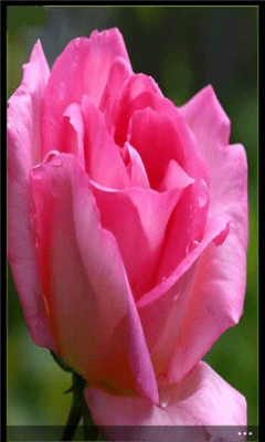 Скриншот приложения Rose Wallpapers - №2