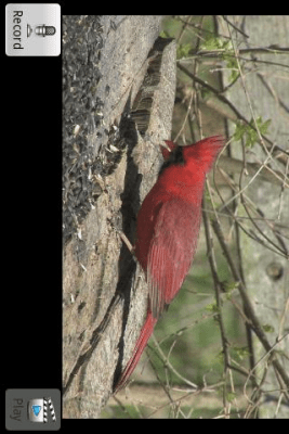 Скриншот приложения Talking Bird - №2