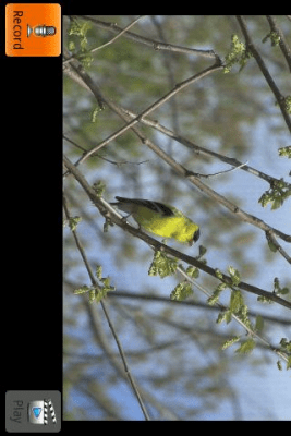 Скриншот приложения Singing Bird - №2
