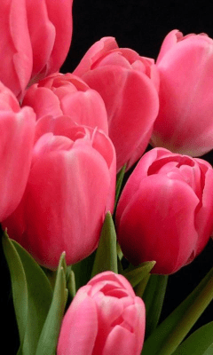 Скриншот приложения Tulip Wallpapers - №2
