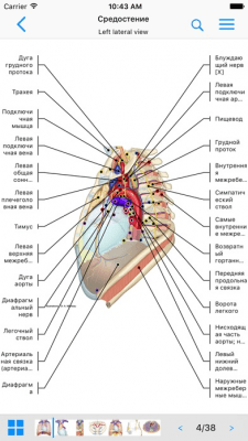 Скриншот приложения IMAIOS e-Anatomy - №2