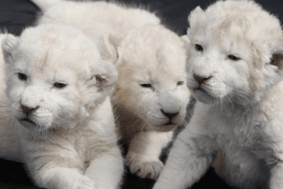 Скриншот приложения Cute Baby Animals Pictures - №2