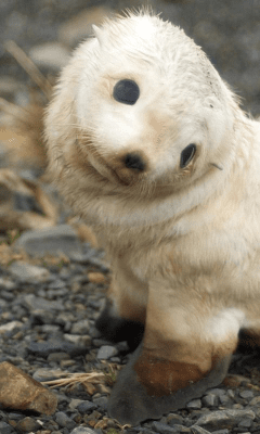 Скриншот приложения Funny Animals Wallpapers #1 - №2