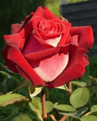 Скриншот приложения Flowers - №2